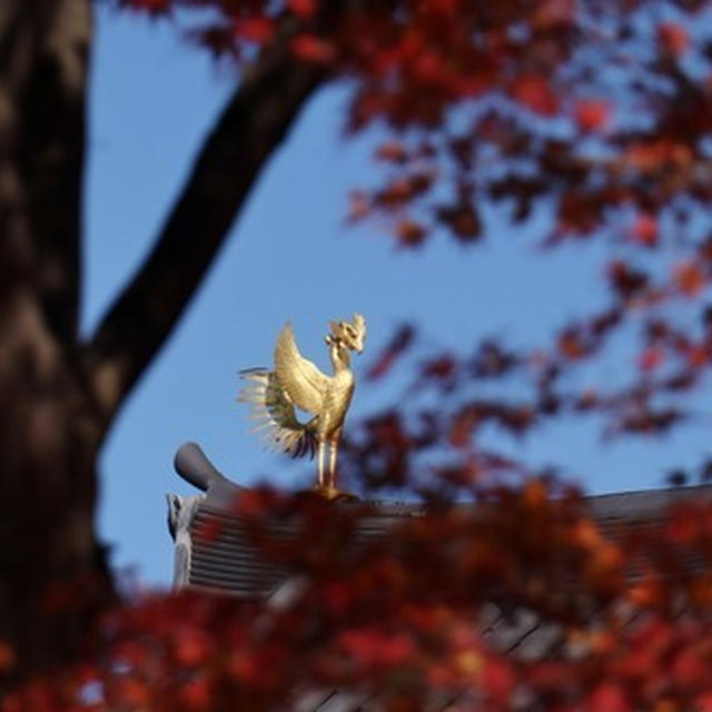 宇治 (平等院、興聖寺)
