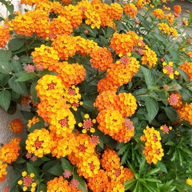 このお花は何？