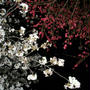 夜桜見物。