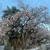 桜がまだ咲いてる
