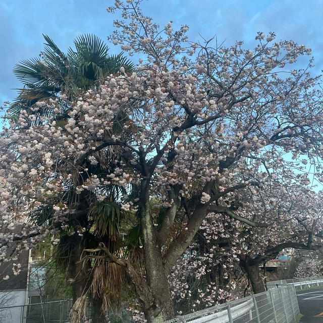 桜がまだ咲いてる