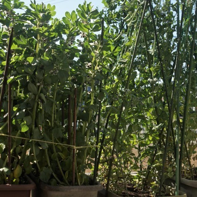 ■プランター菜園【大型プランター7個に空豆／2つにはスナップエンドウ】