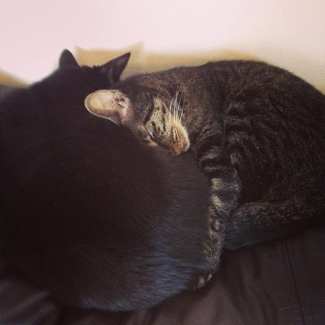 うちの眠り猫