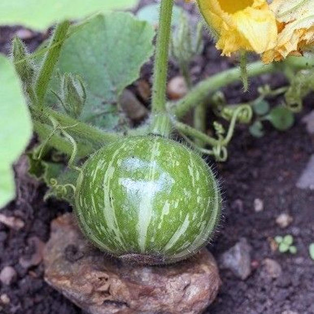 【菜園】 週末の様子