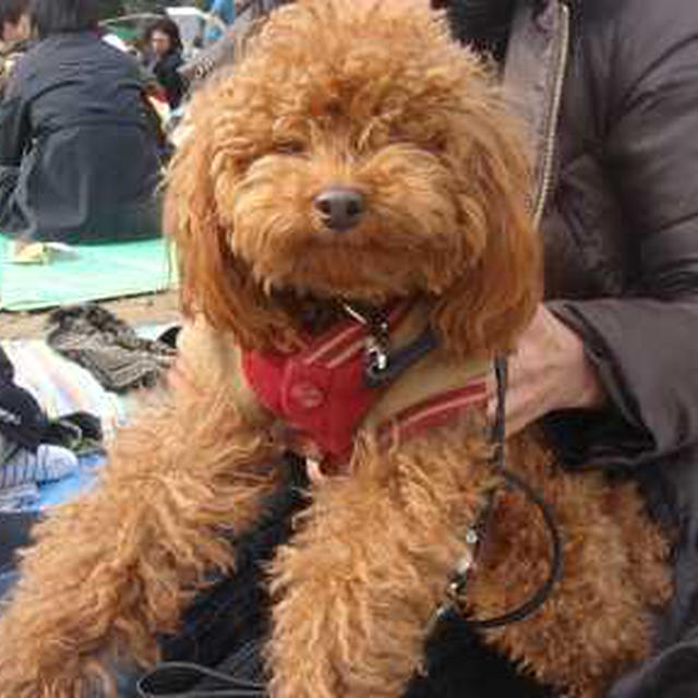 チワワのらん丸さん、今年最初のお花見♪