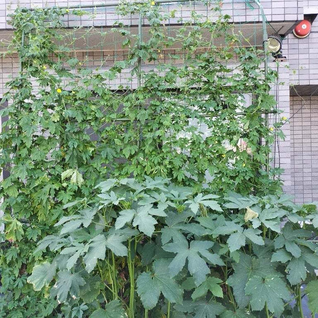 7/20のバルコニー菜園　ミニトマトが暑さにやられて…