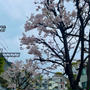 桜の季節のそば七＠小伝馬町