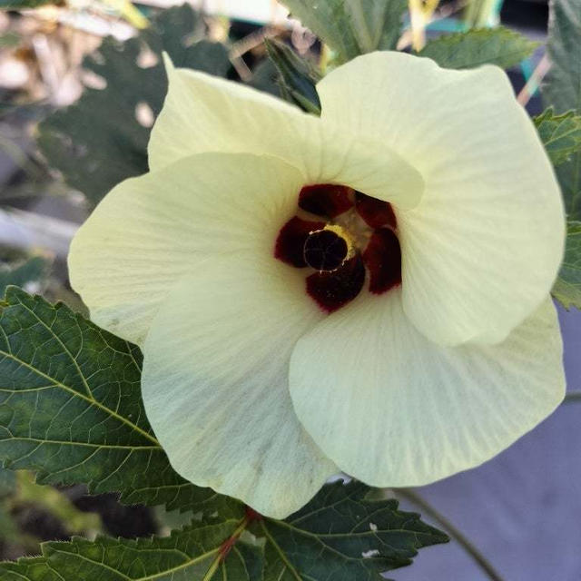 10月28日のベランダ菜園！？おくらが咲きました
