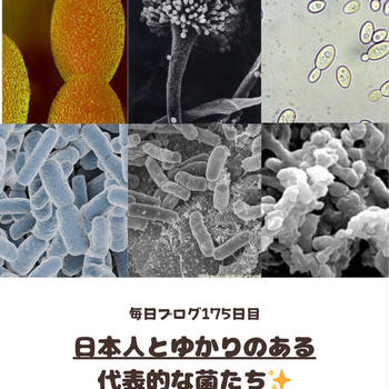 発酵の主役たち！日本人ゆかりのある微生物の知られざる深い関係