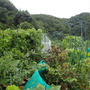 今週の収穫野菜（７月上旬）☆屋上菜園被害報告 