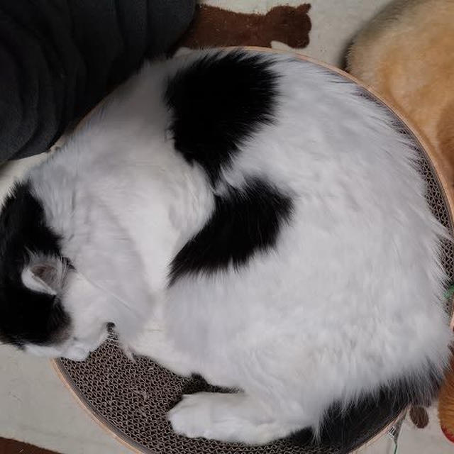明日の朝...は積もってる？