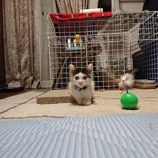 【小梅・さくら・桃之介通信】桃之介が新しい遊びを覚えたよ♪