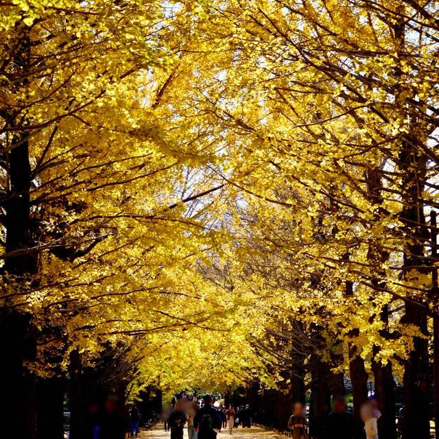 紅葉真っ只中の昭和記念公園