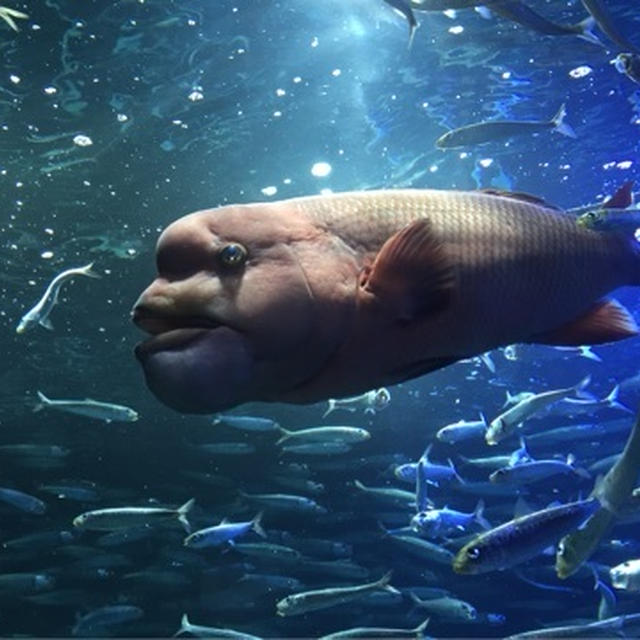 サンシャイン水族館♪見たかったおさかなは？