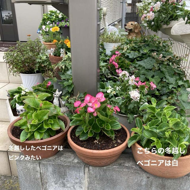 もう蚊がいる庭で嬉しい発見とか色々♡
