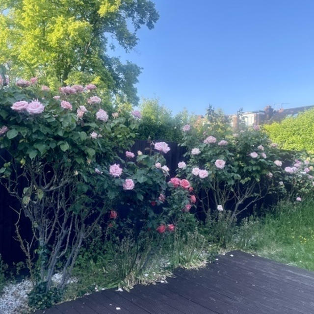 3週間ぶりのロンドンは薔薇ジャングルだった。