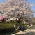 桜満開の華蔵寺公園