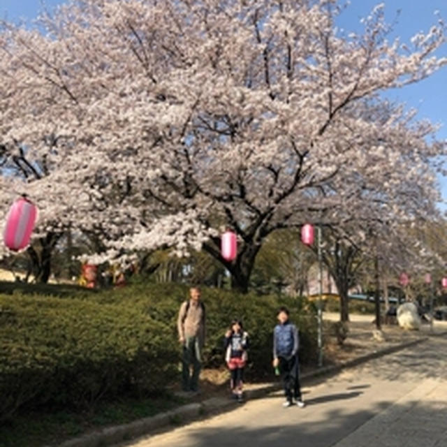 桜満開の華蔵寺公園