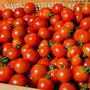中玉トマトフルティカ沢山収穫しています