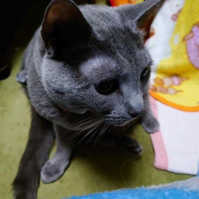 スコ座りの瞬間を撮ろうと思ったのに…