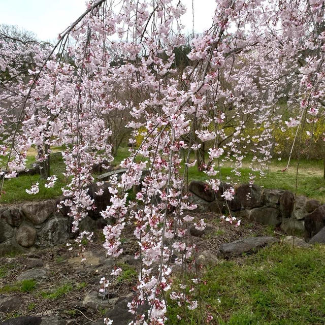 枝垂れ桜♪