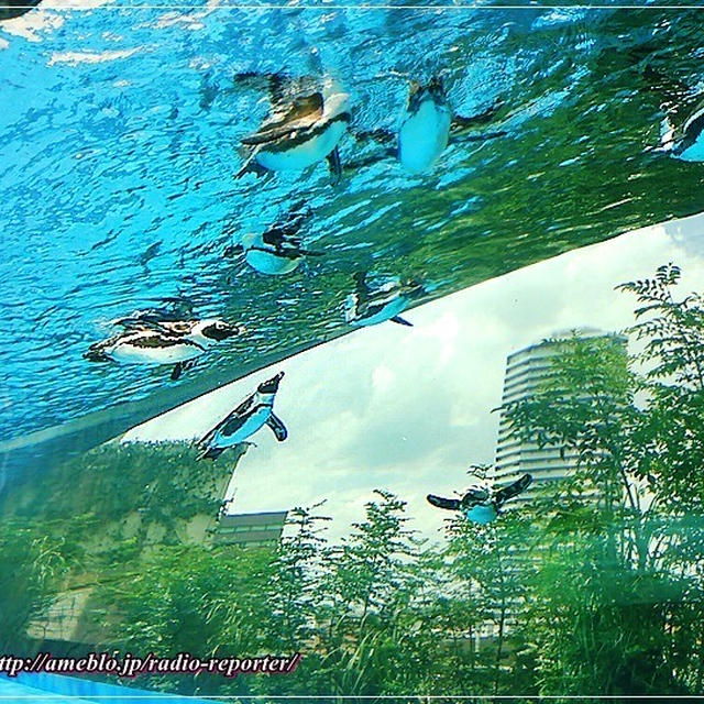 空飛ぶペンギン☆池袋サンシャイン水族館が天空のオアシスにリニューアル！