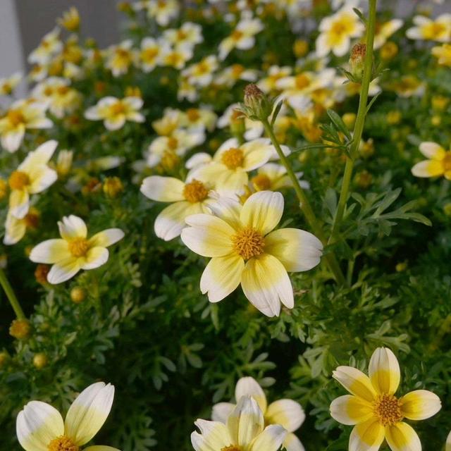 ビデンス・キャンプファイヤー、レモンシロップの花#最近撮った写真は