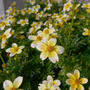 ビデンス・キャンプファイヤー、レモンシロップの花#最近撮った写真は