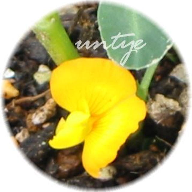 落花生のお花かわいいよー♪