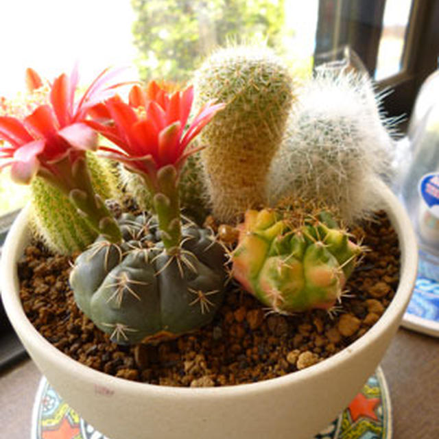 開花宣言。