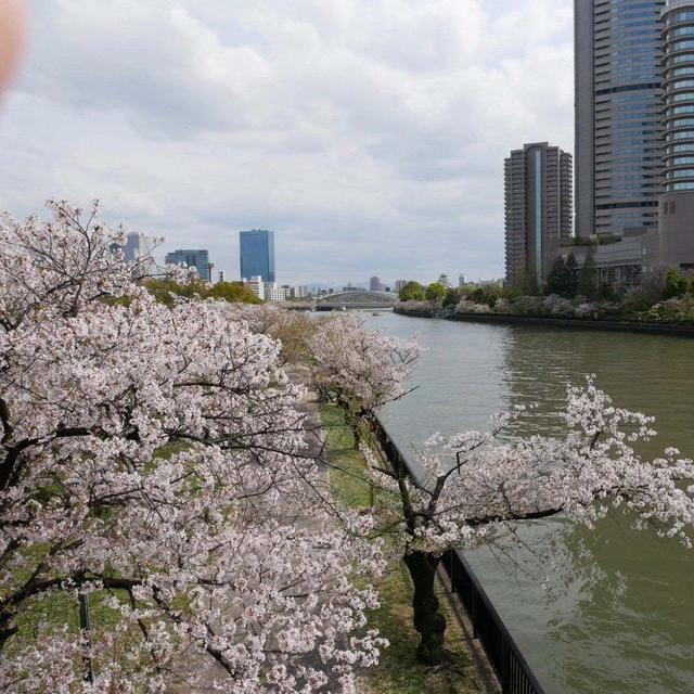 桜ノ宮の桜とちょこっと造幣局#最近撮った写真は
