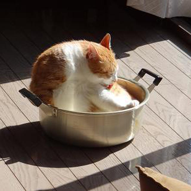 鍋猫
