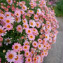 マーガレット・モリンバの花#最近撮った写真は