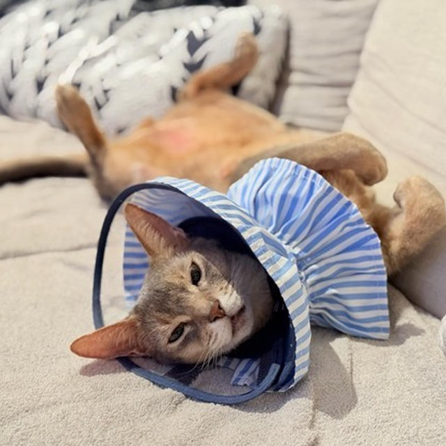 カラーをしていても構わずへそ天ができる猫さん