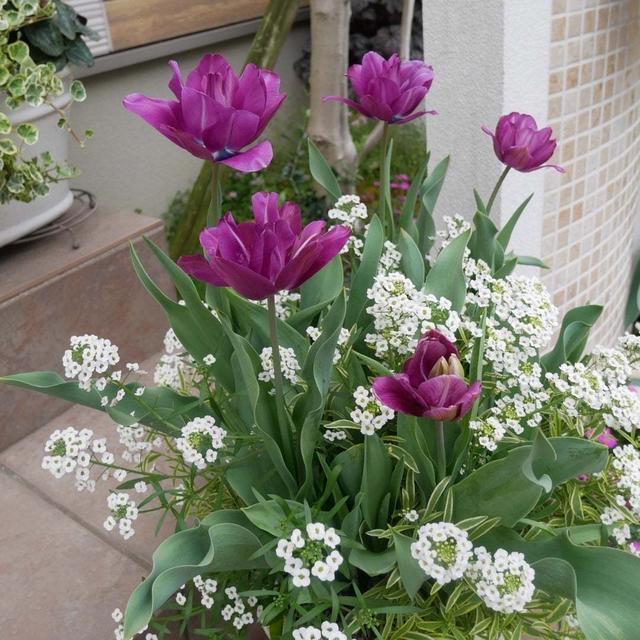 チューリップ・ブルースペクタクルの寄せ植え#最近撮った写真は