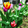 【Instagram】今年の庭のチューリップたち蕾から花になるまでの変化はなかなかドラマチック。今回からは球根の植えっぱなしに挑戦する予定#チューリップ #tulip