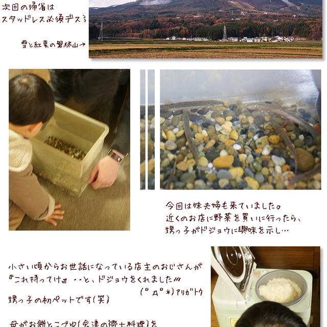 ■初ペットがドジョウ…（(；ﾟДﾟ)ｶﾞｸｶﾞｸﾌﾞﾙﾌﾞﾙ■