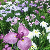 花菖蒲ソロ活