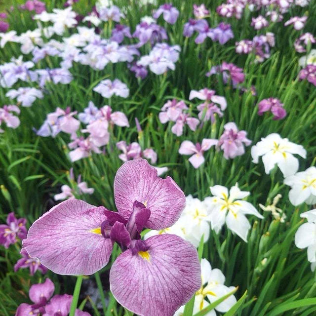 花菖蒲ソロ活