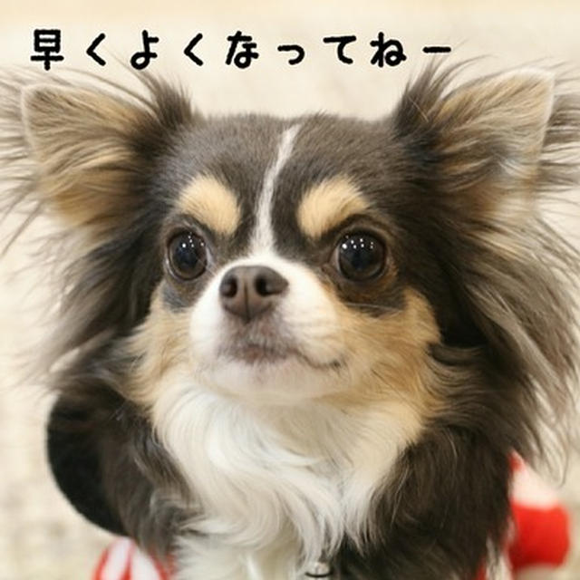 【チワワ】まりちゃんという犬