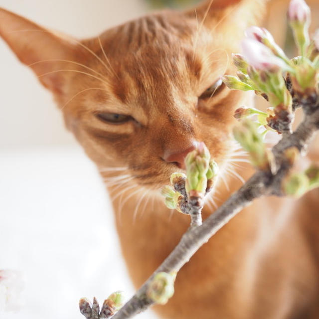 ねこと桜