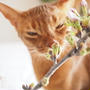 ねこと桜