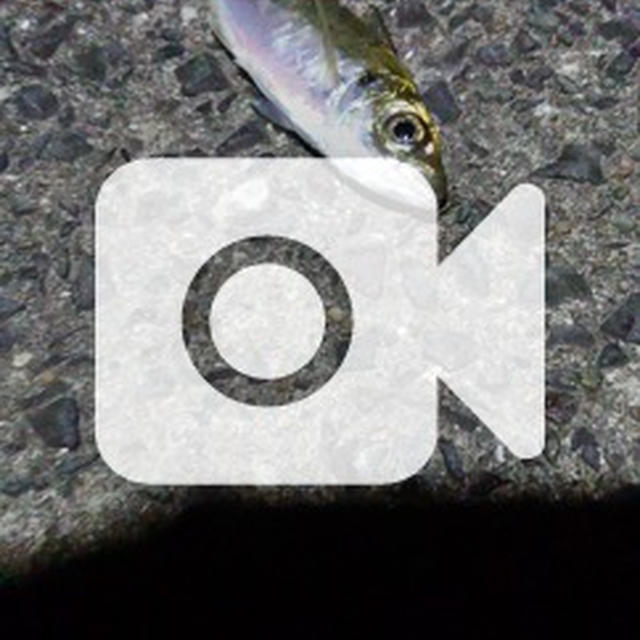 こんな可愛い瞳の子を食べれますか…アジング、エギング、釣り、釣った魚