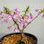 桜のご飯