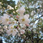 春ですねぇ。