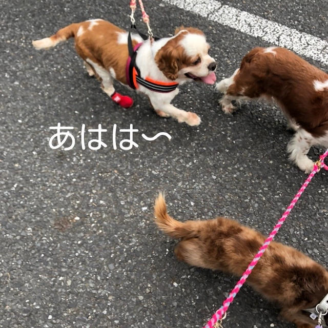 【ケア中】コッペさんのお靴はいて