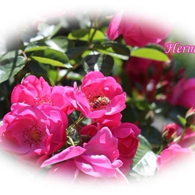 薔薇・ばら・バラ・・・♥（濃いピンク）