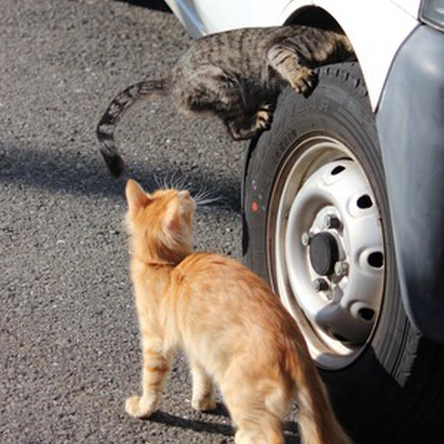 タイヤの上と車の上