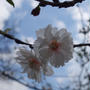 （2017/3/29）砧公園の桜とそのほかの写真