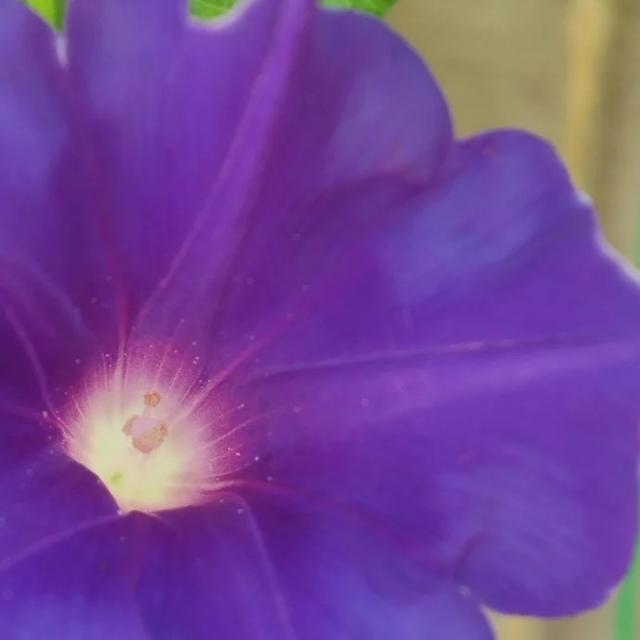 桔梗咲き朝顔、今年最初の花